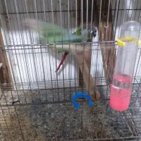 یک جفت گرینچیک بالغ تاوان داده