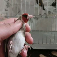 سهره