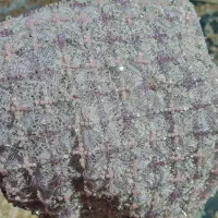 فروش پارچه لباس محلی