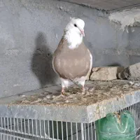 کبوتر طوقی در رنگ و خال های مختلف|پرنده|قروه, |دیوار