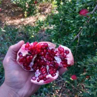 انار عمده رباب صادراتی با کیفیت بسیار بالا|عمده‌فروشی|تهران, تهرانپارس جنوبی|دیوار