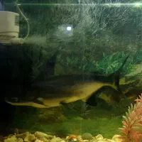 ماهی پنگوسی باله بلند|ماهی|فسا, |دیوار