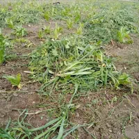 اکیپ جهت آلا وجین و تیغ زدن