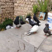 کفتر کله ای وزاغ آبادانی|پرنده|شیراز, نصرآباد|دیوار