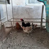 خروس گلین|پرنده|بجنورد, |دیوار