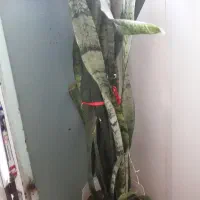 گل قشنگ|گل مصنوعی|یزد, |دیوار