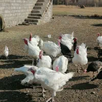 بوقلمون محلی