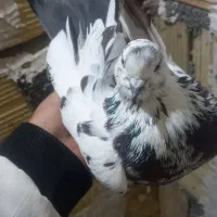 دو عدد هوایی ماده