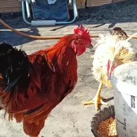 خروس|حیوانات مزرعه|مشهد, سرافرازان|دیوار