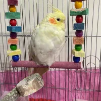 عروس هلندی سه تا عروس هلندی|پرنده|ری, علایین|دیوار