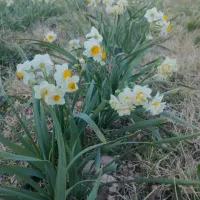 گل نرگس|گل و گیاه طبیعی|شیراز, لب آب|دیوار