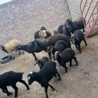 گوسفند بره دار دو دندان ۱۷راس