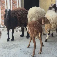 کهره و بره|حیوانات مزرعه|قشم, |دیوار