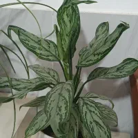 گل های آپارتمانی زیبا|گل و گیاه طبیعی|پاکدشت, پاکدشت (مامازند)|دیوار