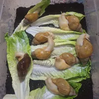 فروش حلزون مولد