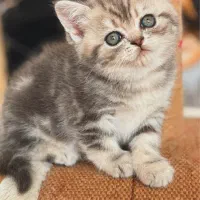 بریتیش شورت هیر