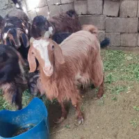 فروش سه بز|حیوانات مزرعه|سراوان, |دیوار