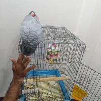 کاسکو|پرنده|فشاپویه, |دیوار