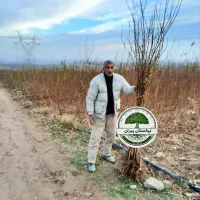 نهالستان پیران،نهال گردو ،نهال بادام ،نهال زردآلو|خدمات باغبانی و درختکاری|مراغه, |دیوار