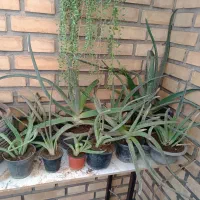 گل و کاکتوس