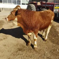 گوساله سیمنتال