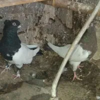 جفت‌ماده‌به‌شرط|پرنده|ساوه, |دیوار