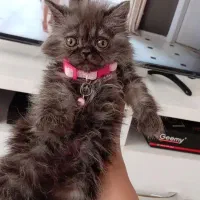 پرشین با وسایل