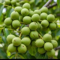 گل رز|عمده‌فروشی|اردبیل, |دیوار