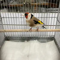 سره جفتی ۱وجبی