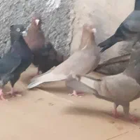 کبوتر سیاه و زرد و قندی