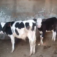 گوساله نر|حیوانات مزرعه|زیرکوه, |دیوار