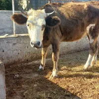 دو تا گاو نزاییده|حیوانات مزرعه|سیمین شهر, |دیوار