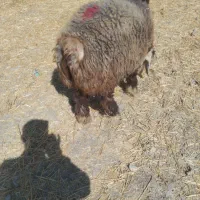 بره قوچ بختیاری آینده دار|حیوانات مزرعه|شیراز, بید زرد|دیوار