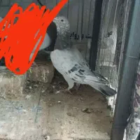 نر سار پرشی