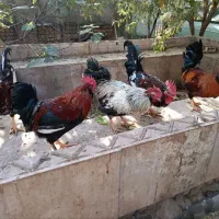 تعدادی خروس و غاز فروشی