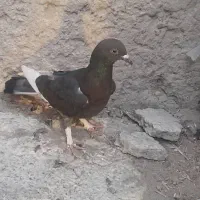 کبوتر تاختی