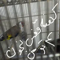 سهره|پرنده|بومهن, |دیوار