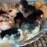 جوجه مرغ گلین و لوهمن آلمانی|حیوانات مزرعه|بندر کنگان, |دیوار