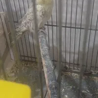 سه عدد عروس دوتا ماده و یکی نر