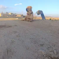 واگذاری