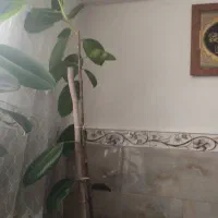 گل فیکوس الاستیکا
