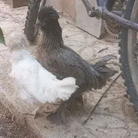 خروس مینیاتوری با ۲عددجوجه مرغ سلطان|حیوانات مزرعه|خمینی‌شهر, |دیوار