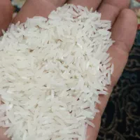 برنج فجر سوزنی به شرط|خوردنی و آشامیدنی|مزرعه کتول, |دیوار