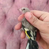 جوجه سهره دورگ