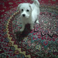 سگ شیتزو تربت جام