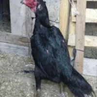 جوجه لاری اصیل از مولدین وارداتی و استثنایی