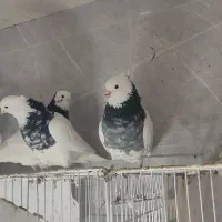 کفتر جفت ساده خال و چپ کاکلی و طوقی هفت رنگ هوایی