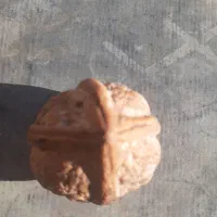 گردو|خوردنی و آشامیدنی|کامیاران, |دیوار