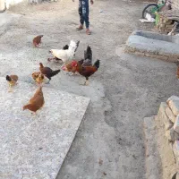 مرغ وخروس جوجه محلی|حیوانات مزرعه|زابل, |دیوار