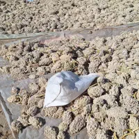 ذرت واسه ارد خوراک دام|لوازم جانبی حیوانات|ریگ ملک, |دیوار